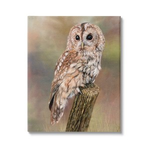 Stupell Industries Brown Tawny Owl Perched Gallery Wrapped Canvas Wall Art - 1 of 3