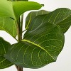 39" Faux Audrey Ficus Tree - Hearth & Hand™ with Magnolia: Indoor Floor Plant, Unlit Artificial Ficus with Pot - 3 of 4