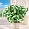 Collections Etc Hosta Bushes Picks - Set of 3 - 2 of 4