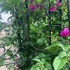 NAYSAYE Planter Set of 2 Metal Garden Trellis Heavy Duty Build Easy Assembly for Indoor and Outdoor Patio Garden, Black, 40.94"*20"*71" - 4 of 4