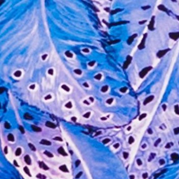 purple feathers
