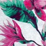 white tropical orchid