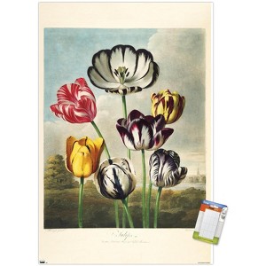 Trends International Tulips from the The Temple of Flora Unframed Wall Poster Prints - 1 of 4