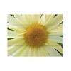 Trademark Fine Art Leslie Montgomery Mellow Yellow Wood Slat Art - 3 of 4
