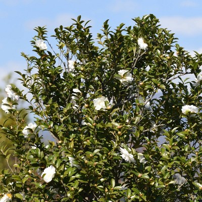 2.5 Quart White Camellia Sasanqua Shrub with Glossy Green Foliage