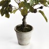 Plum & Post Fig Tree With Figs Potted Drop-In 34" - 3 of 3