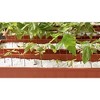 GROW!T Super Coarse #2 Perlite for Hydroponic Greenhouses Gardens Potting Soil 4 Cubic Feet - 4 of 4
