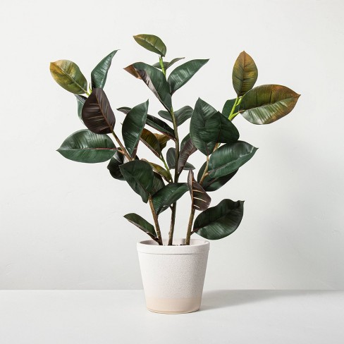 heath and hand with Magnolia artificial tree fiddle leaf 