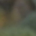 distressed line light gray