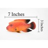 Collectible Wildlife Gifts | Fish, Red Humphead Wrasse, Museum Quality, Hand Painted, Rubber Fish, Realistic Toy Model, Gift,  7"   CH363 BB138 - 3 of 4