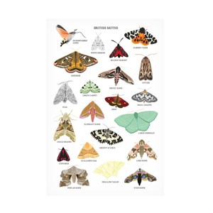 Trademark Fine Art - Sarah Frances British Moths Canvas Art - 1 of 4