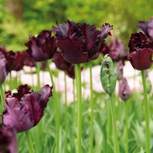 12ct Tulips Black Parrot Bulbs - Van Zyverden - 1 of 4