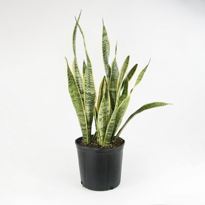 2Gal Snake Plant 'Laurentii' Sansaveria Plant in 10" Grower's Pot - National Plant Network