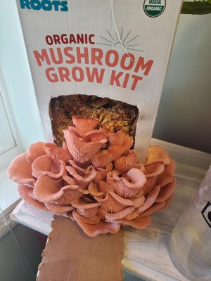 Back To The Roots Organic Mushroom Grow Kit Pink Oyster : Target