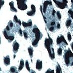 gray cheetah