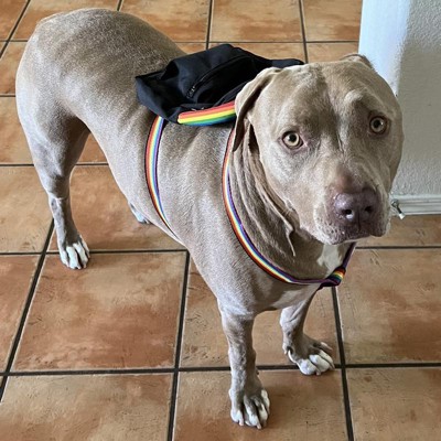 Backpack Dog Harness - S - Green - Boots & Barkley™ : Target