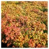 Nandina 'Fire Power' 1pc - National Plant Network: U.S.D.A. Zones 6-10, Compact Shrub, Perennial - 3 of 3