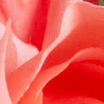 coral pink