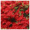 Azalea Midnite Flare 1pc - National Plant Network U.S.D.A Hardiness Zone 7-9: Sun/Shade Tolerant, Nursery Pot Included - 3 of 4