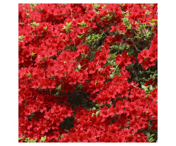 Azalea Midnite Flare 1pc - Cottage Hill U.S.D.A Hardiness Zone 7-9