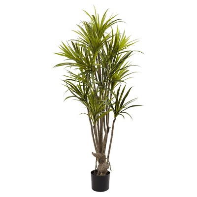 Dracaena Silk Tree - (5")