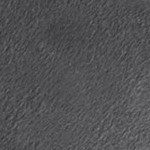 minky fleece: grey
