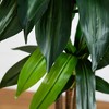 Nearly Natural 10-ft Artificial Dracaena Tree with Real Touch Leaves - 3 of 4