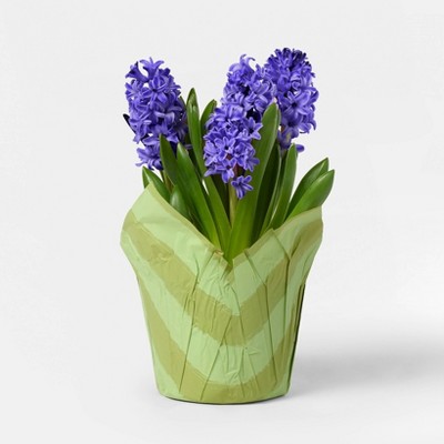 6" Potted Hyacinth - Good Little Garden™