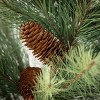 3' Sullivans Black Hills Pine Tree, Green - 2 of 3