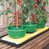 All-in-One Watering & Crop Support System for Grow Bags, Pots, and Soil – Efficient Irrigation with Built-in Plant Support - 2 of 4