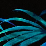 fern forest
