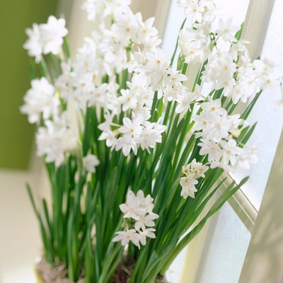 Paperwhites Set of 5 Bulbs - Van Zyverden