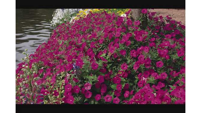 2.5qt Blood of China Camellia Japonica Plant with Red Blooms - National Plant Network, 2 of 7, play video