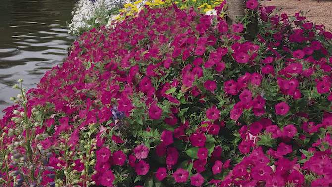 3pc Hydrangea Cherry Explosion - National Plant Network, 2 of 6, play video