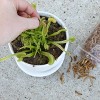 Soil Sunrise 1oz Carnivorous Plant Food Dried Mealworms, for Feeding Carnivorous Plants - 4 of 4
