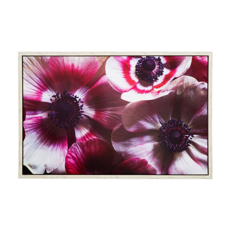 38&#34; x 25&#34; &#39;Anemone II&#39; Photo by Veronica Olson Printed on Canvas Framed - Yosemite Home Decor, 1 of 8