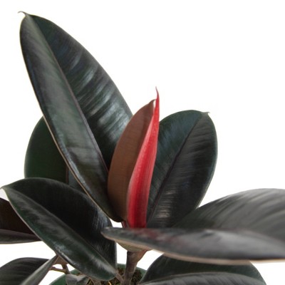 National Plant Network Ficus Robusta Rubber Tree - Thumbnail 3