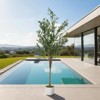 5.2FT Artificial Olive Tree with Planter – Lifelike Silk Leaves & Fruits, Bendable Stems, Indoor/Outdoor Home Office Decor - 3 of 4