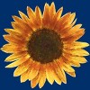 Boy's Design By Humans Sunflower By Maryedenoa T-Shirt - 2 of 4