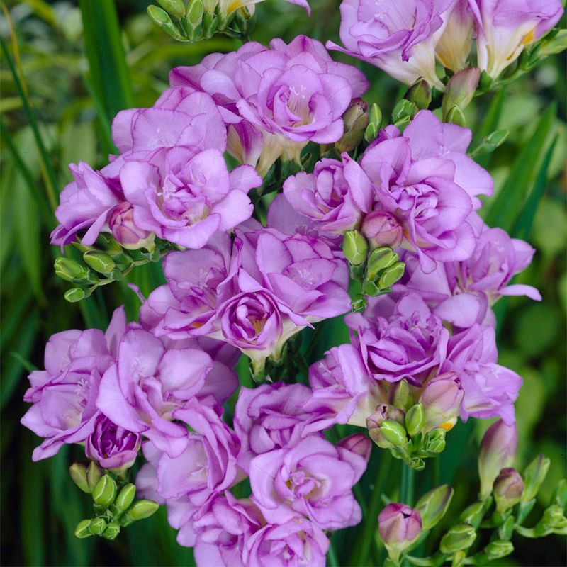 Van Zyverden 25ct Bulbs Freesias Double Blooming Lavender, 1 of 6