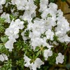 National Plant Network Live Outdoor Hardy Gardenia Azalea Plant - 1ct 3gal - 4 of 4