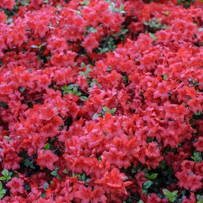 2.5qt Hershey Orange Azalea Plant with Pink Blooms - National Plant Network