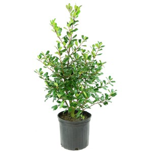 Holly 'Nellie R. Stevens' 1pc U.S.D.A. Hardiness Zones 6-9 National Plant Network 2.25gal: Evergreen Outdoor Shrubbery - 1 of 3