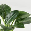 Halloween Hunch Punch Live Houseplant - Good Little Garden™ - 3 of 4