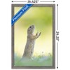 Trends International The Comedy Wildlife Photography Awards: Perdita Petzl - Conducting Framed Wall Poster Prints - 3 of 4