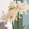 Van Zyverden Fast Track Amaryllis Bulb Kit Impatient with XL Artisan Decorative Planter - 2 of 3