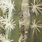 charcoal, gray, off white