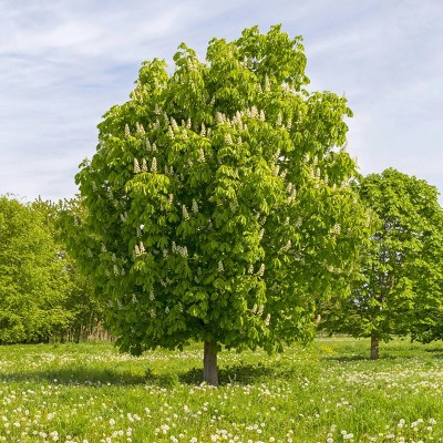 2.25gal Chinese Chestnut Tree - National Plant Network
