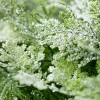 Sullivans Artificial 34" Frosted Fern Iced Hanging Swag, Green - 2 of 2
