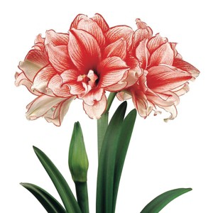 Van Zyverden Amaryllis Bulb African Collectors Series Joker - 1 of 4